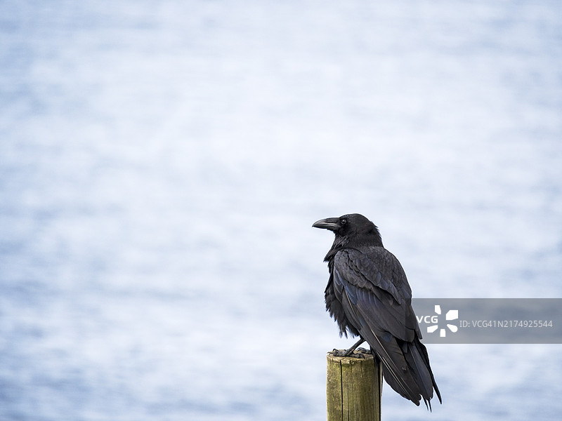 站在大西洋背景杆子上的黑乌鸦图片素材