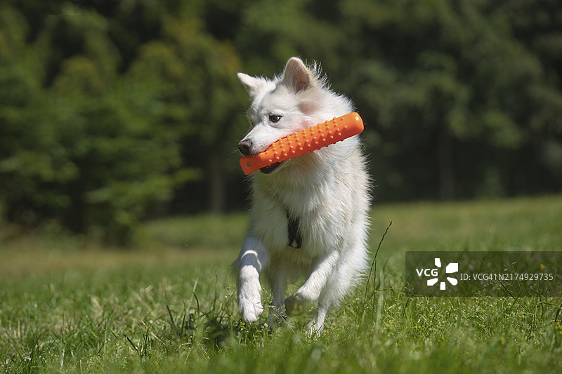 冰岛犬图片素材
