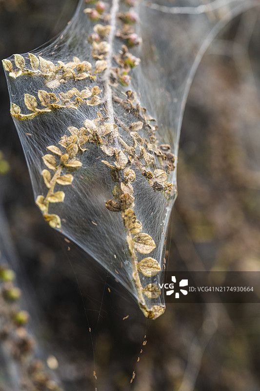 灌木丛中巢蛾幼虫网的微距照片图片素材