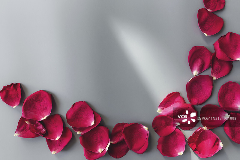 灰色背景上的一组红色玫瑰花瓣，情人节、婚礼或订婚贺卡图片素材