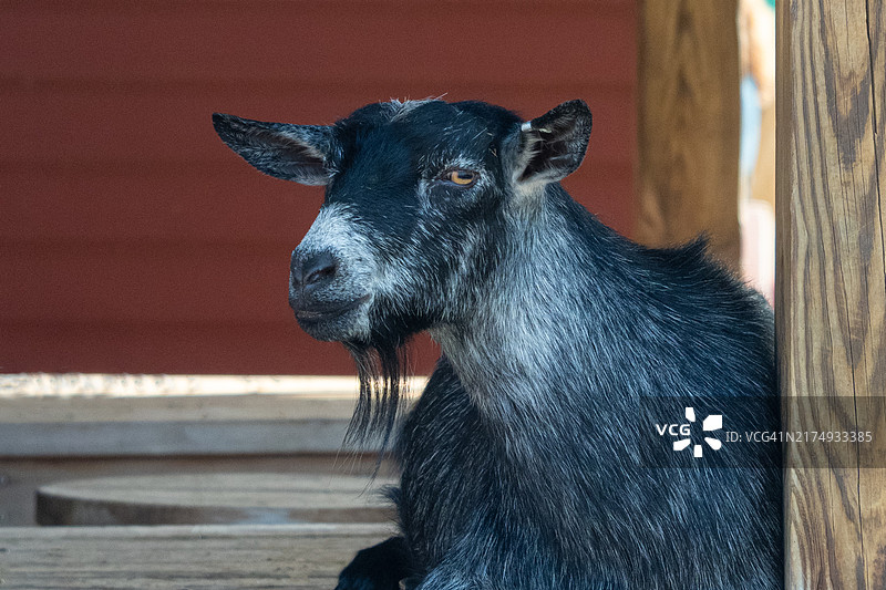 坐在前廊上的山羊图片素材