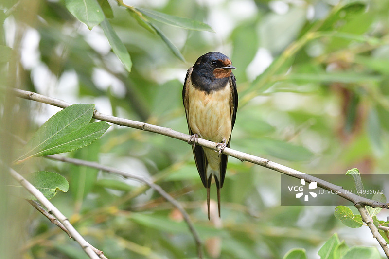 树上的幼年家燕图片素材
