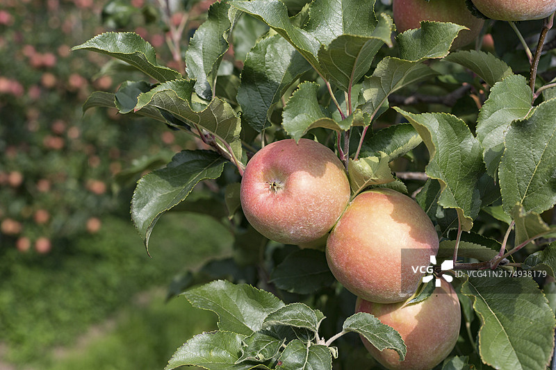 苹果园里的成熟苹果图片素材