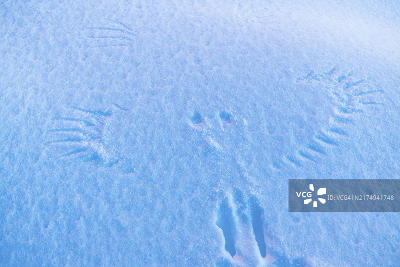 雪地上的鸟类足迹，挪威 Finnmark 索罗亚 Hasvik，2019年2月，欧洲图片素材