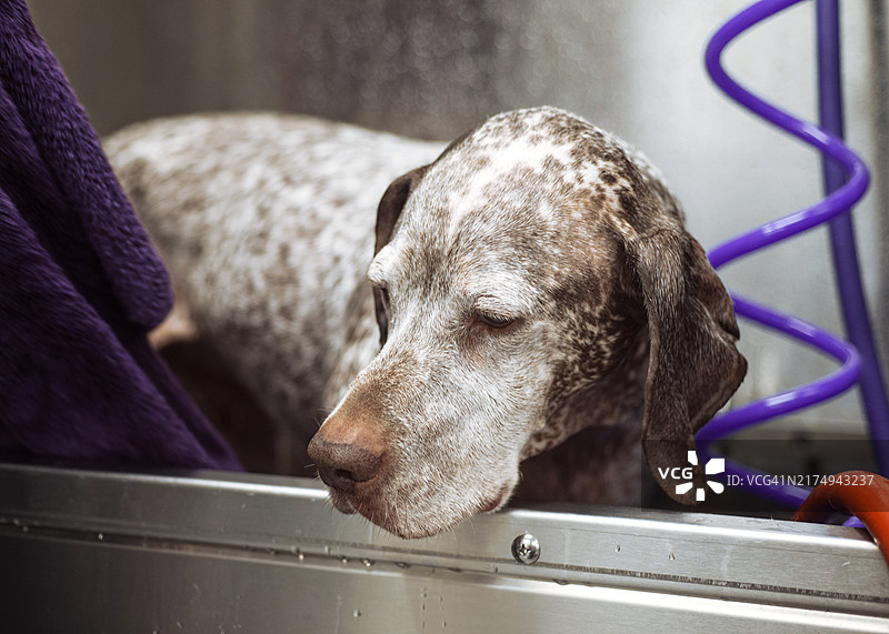 美容浴缸里狗的特写，美国华盛顿州伊萨夸图片素材