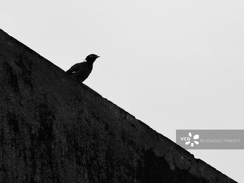 鸟类剪影图片素材