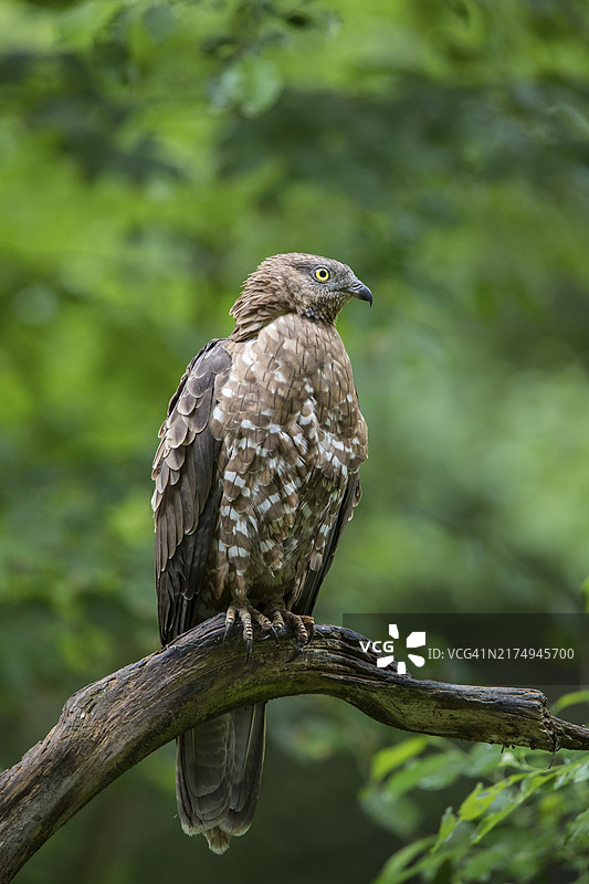 蜂鹰，雌性，欧洲蜂鹰图片素材