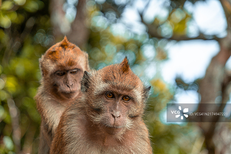 毛里求斯黑河峡谷国家公园的猴子与幼崽图片素材
