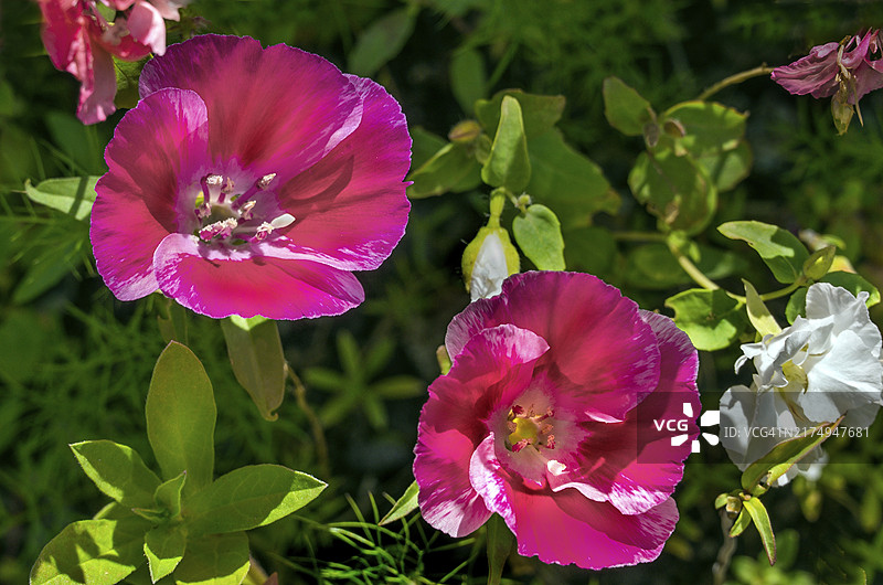 戈德提亚（克拉克花），阿尔高，巴伐利亚，德国，欧洲图片素材