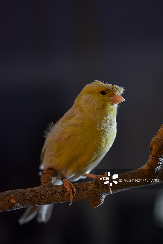 枝头栖息的金丝雀特写图片素材