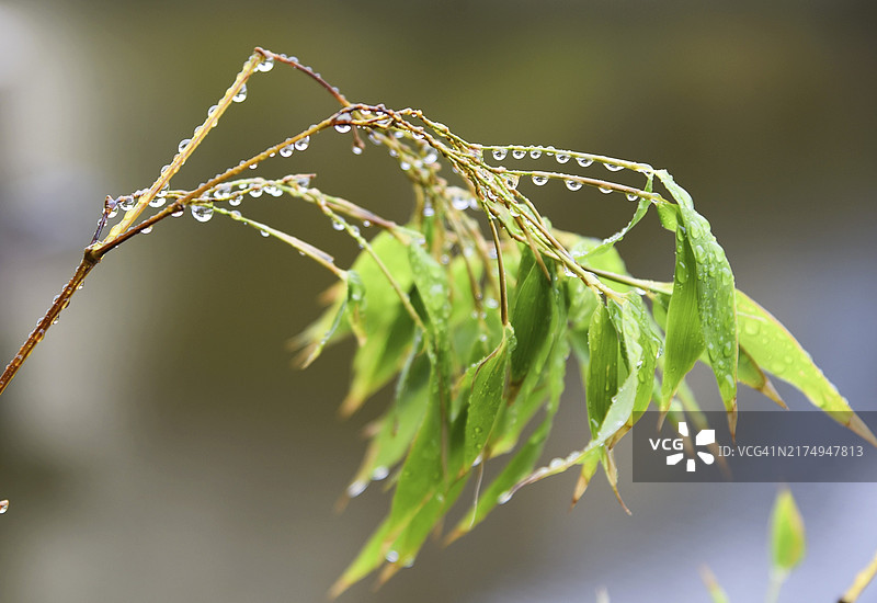 荷兰登海尔德，2023年7月24日，竹叶上的雨滴图片素材