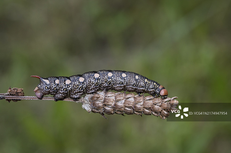 Hyles gallii图片素材