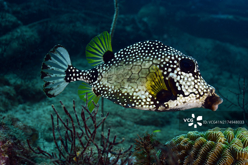 光滑的箱鲀图片素材