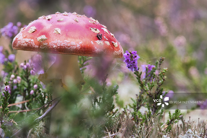 森林中石楠花地里的毒菌：红帽白点图片素材