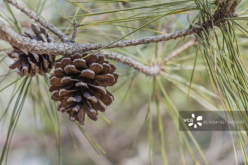韩国，树枝上松针间的松果特写图片素材