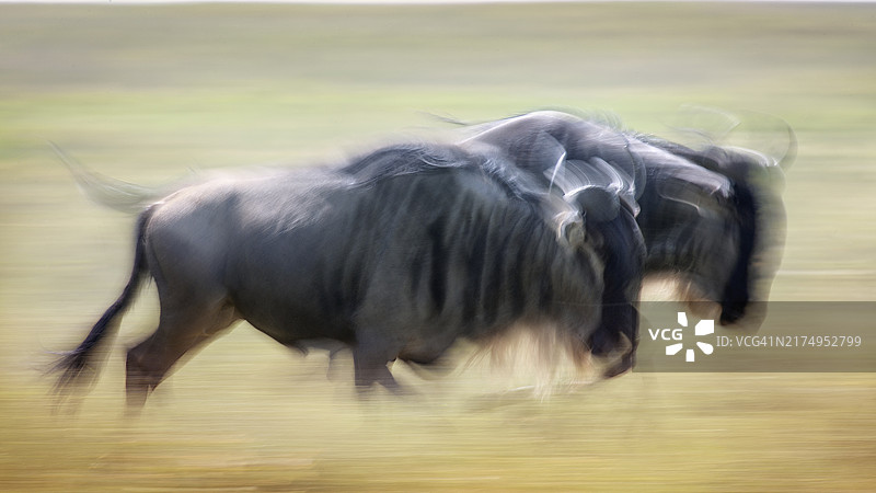 恩杜图角马奔跑长曝光摄影作品图片素材