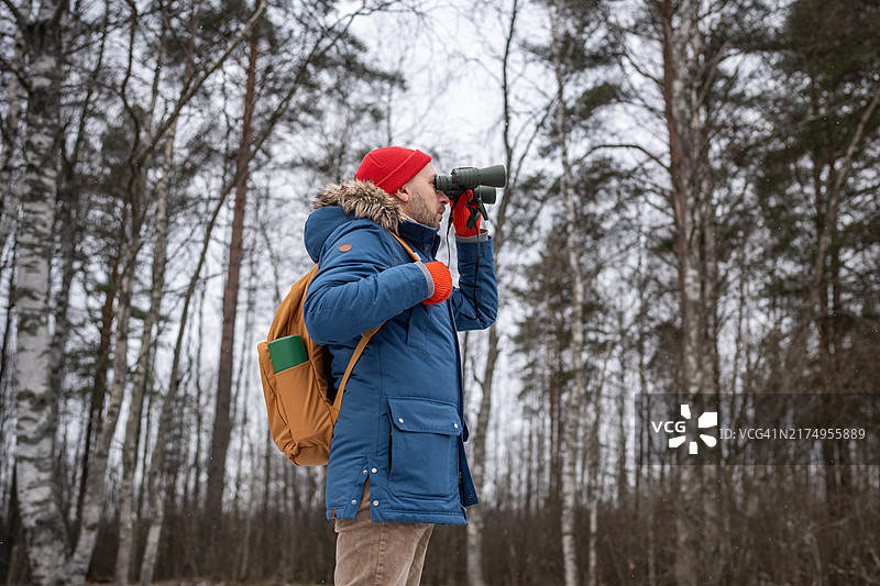 专注的男人在冬季森林里用双筒望远镜观鸟，在自然界中研究，爱好图片素材