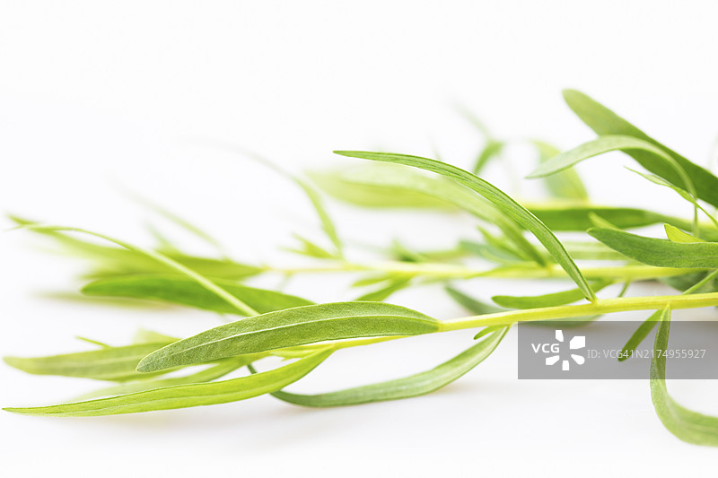 白色背景上的新鲜法国龙蒿图片素材