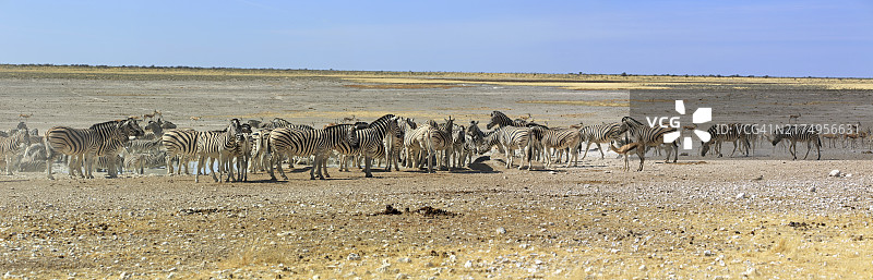 斑马群在水坑边饮水图片素材
