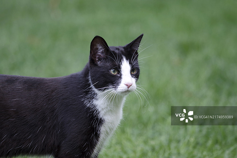黑白家猫特写图片素材