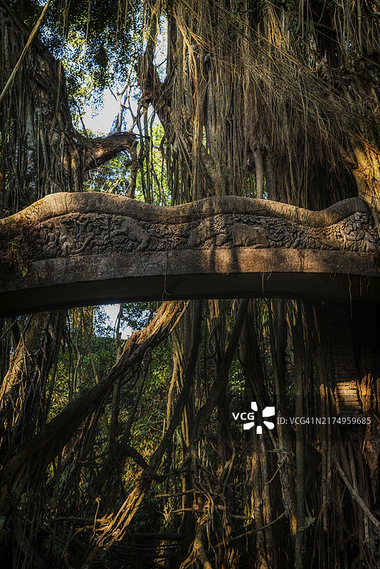 丛林中的桥梁：印度尼西亚巴厘岛乌布圣猴森林的藤蔓图片素材