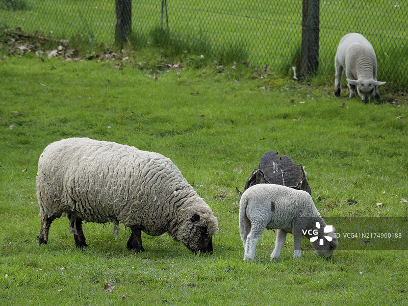 一只绵羊和小羊羔在栅栏旁的绿色草地上平静地吃草，德国明斯特兰博肯的绿色草地上图片素材