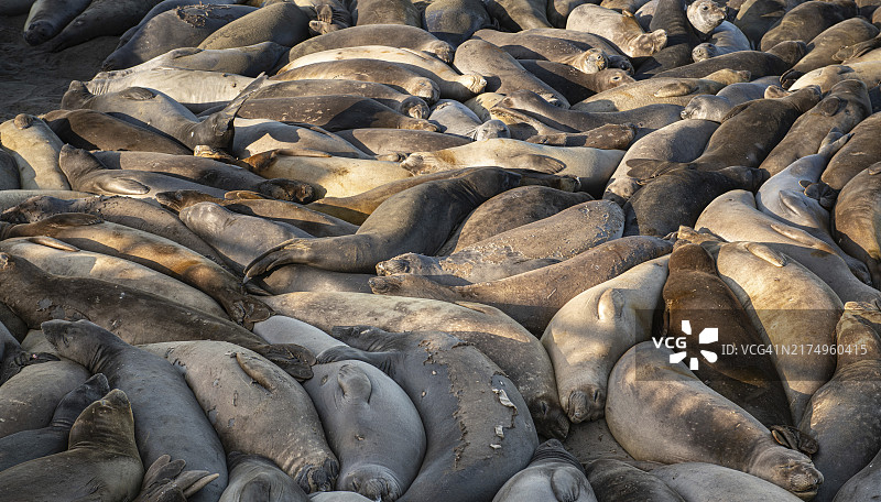 加利福尼亚圣西蒙附近太平洋海岸公路上的海狮图片素材