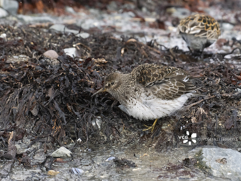 在北冰洋海岸线低潮时觅食的紫鹬（Calidris maritima），抖动羽毛，五月，挪威瓦朗厄尔峡湾，欧洲图片素材