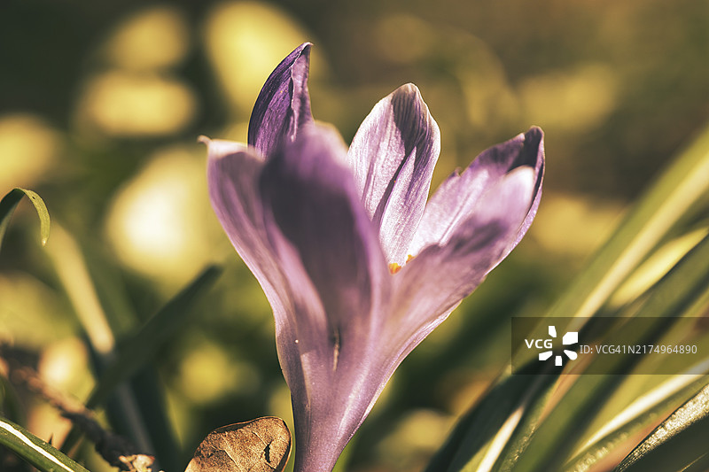 柔和暖光下草甸中的单朵番红花图片素材