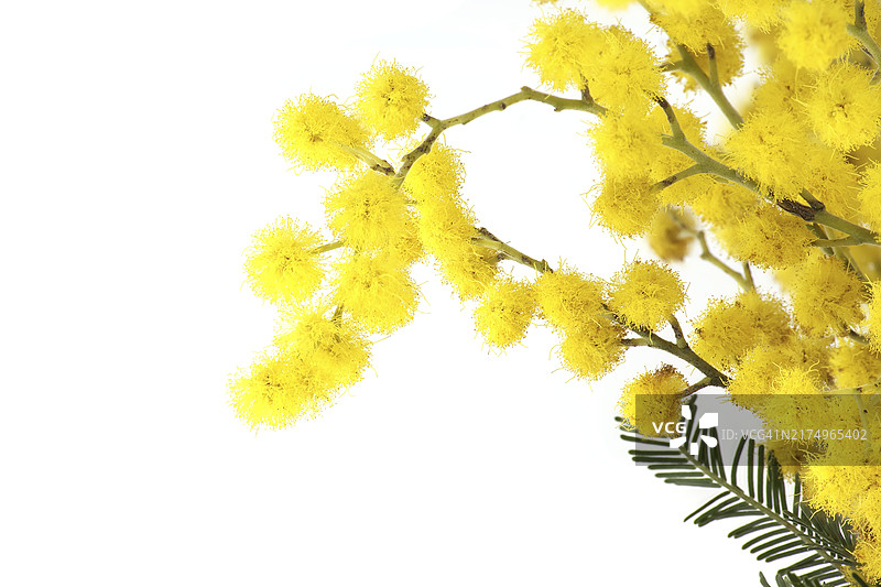 白色背景特写：含羞草花束、黄色绒球和叶子，银荆花金合欢图片素材