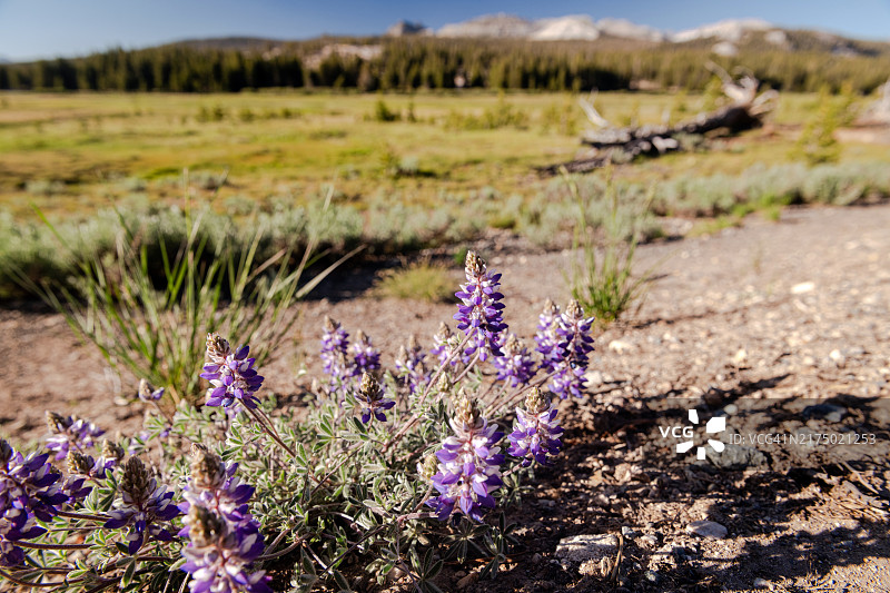 夏季的图奥勒米草甸图片素材