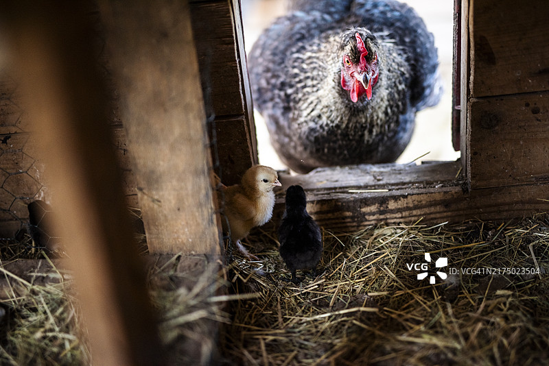 鸡舍入口处的母鸡图片素材