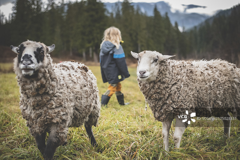 草地上女孩与绵羊的肖像图片素材