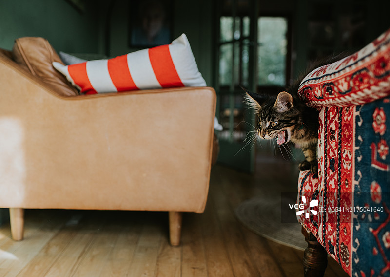 一只震惊的缅因猫小猫站在客厅里，张着嘴巴，困惑地看着图片素材