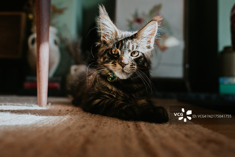 缅因猫幼崽躺在家庭房间的木地板上图片素材