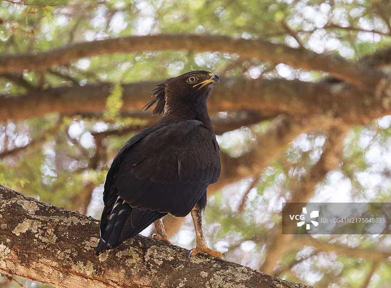 长冠鹰图片素材