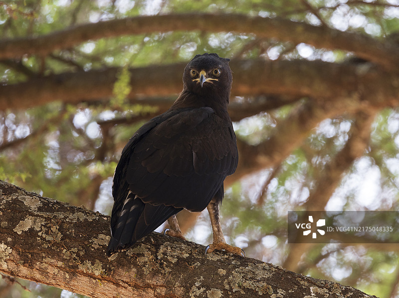 长冠鹰图片素材