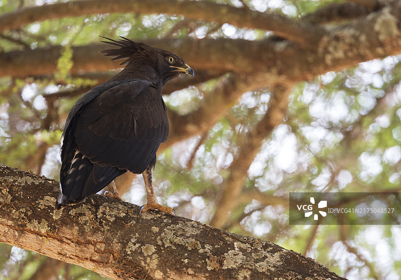 长冠鹰图片素材