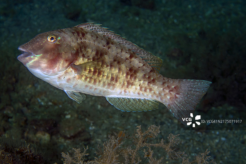 红带鹦嘴鱼图片素材