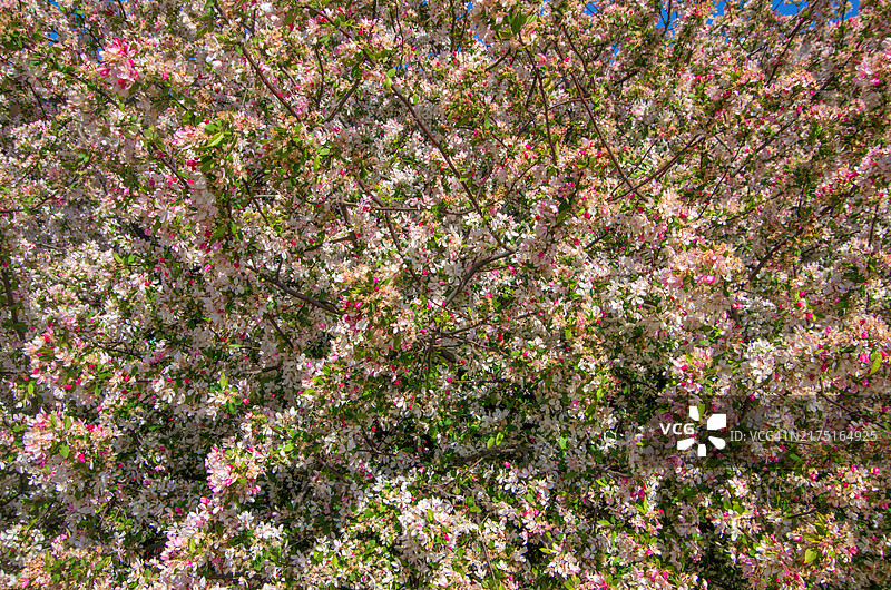 开花的树图片素材