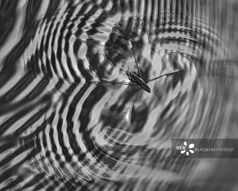 德国水黾在水面形成的几何图案图片素材