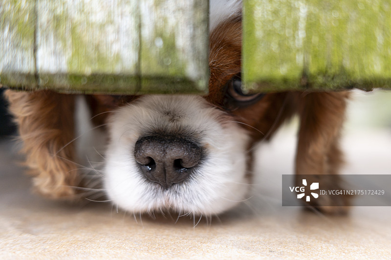 查理士王小猎犬好奇地从绿色木栅栏下探头图片素材