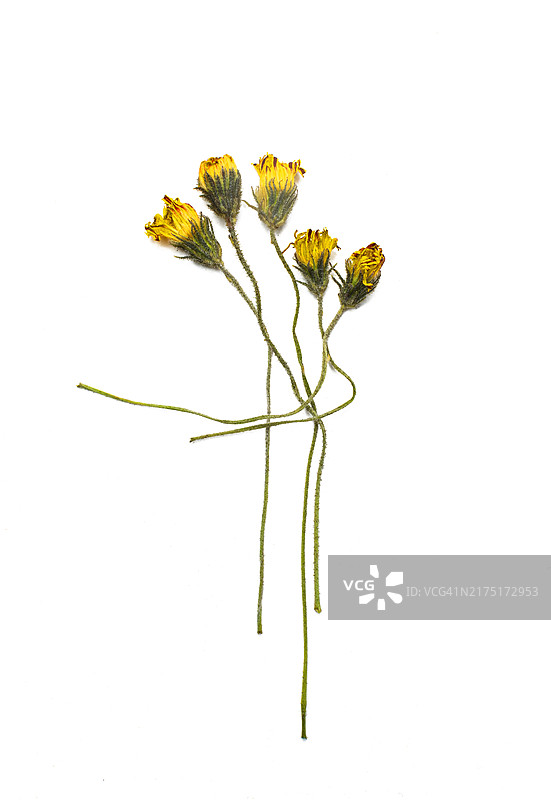 白色背景上的褪色黄色花朵图片素材