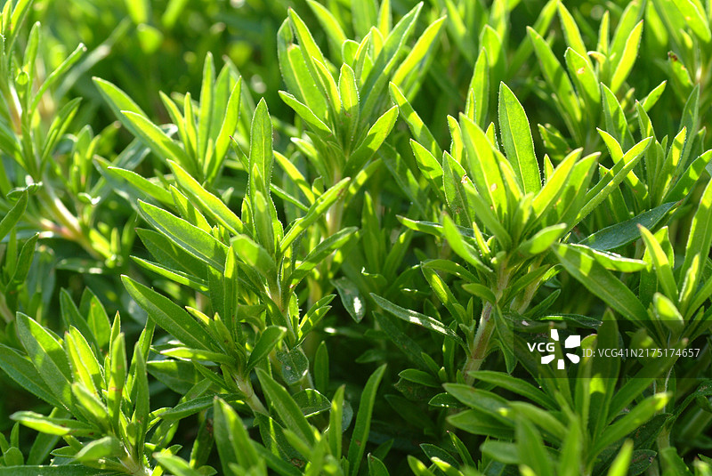 夏季香薄荷图片素材