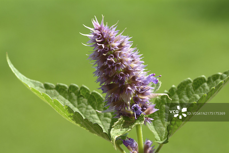 朝鲜藿香花，用作药用植物、香料植物和芳香植物图片素材