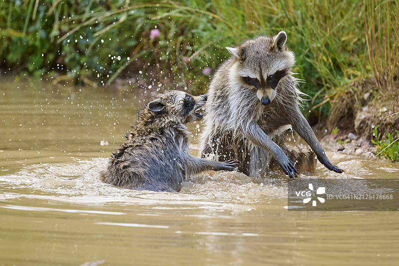 两只浣熊在水中打斗图片素材