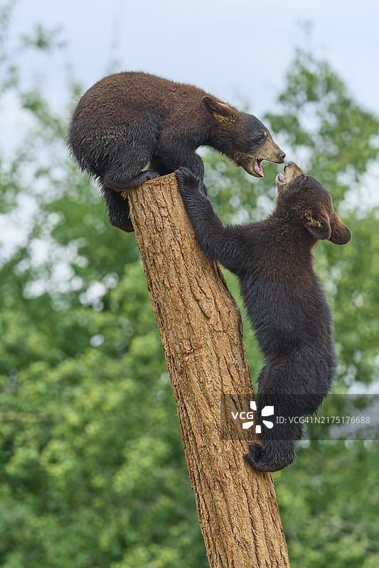 两只幼崽在树干上攀爬的黑熊图片素材