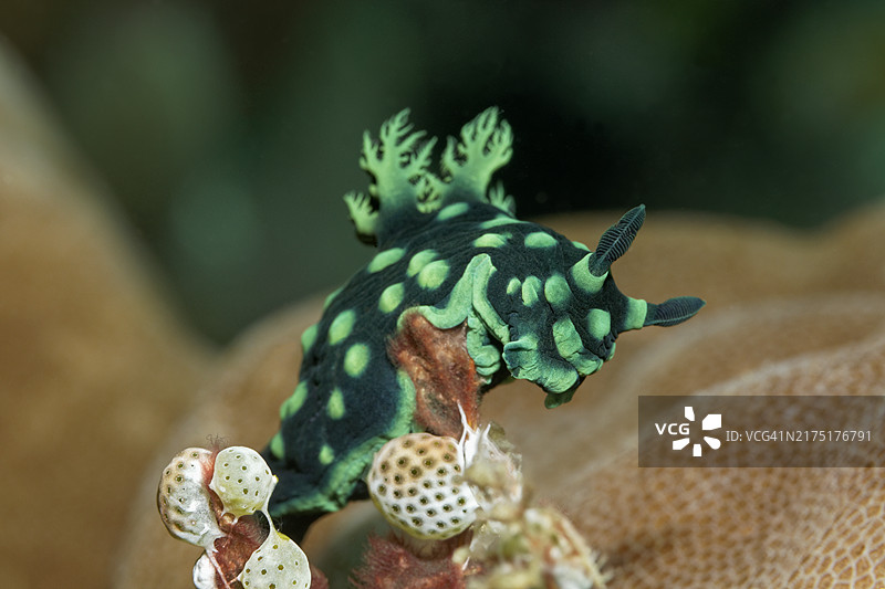 可变霓虹海蛞蝓，班达海，太平洋，印度尼西亚图片素材