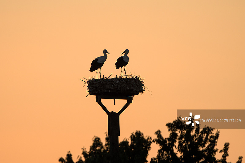 夕阳下巢中的白鹳幼鸟，德国下莱茵比斯利cher岛图片素材