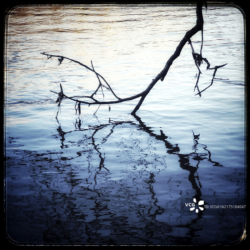 河流中倒下的树木的枯枝，洼地图片素材